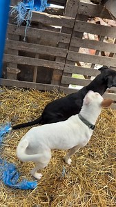 12K views · 62 reactions |  DESPERATE PLEA FOR HELP!  ⭐️We had 2...