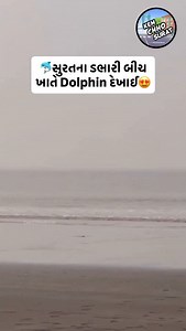 Dolphin At Dabhari Beach😍🐬 . . . . {Dabhari Beach, Dolphin, KemchhoSurat, Suratcity, Suratsmartcity, Suratnews} | Kem chho surat