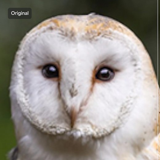 10K reactions · 146 shares |  Why settle for less when your content can be more? With Topaz Labs, your videos and photos will shine like never before. ✅ Video AI: Smooth motion & enhance resolution ✅ Photo AI: Automate corrections for perfect clarity in every shot. ✅ Gigapixel AI: Transform low-res images into high-res masterpieces. | Topaz Labs | Facebook