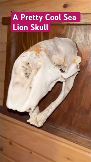 NOT HUNTED FOUND IN WILD SEA LION SKUL #sealions #sealife #animals #animal #kpopdemonhunters #golden