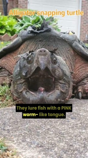 This Turtle's Bite Force Crushes Bone Instantly! 🐢💥 #turtle #snapperturtle #wildlife #wildmine