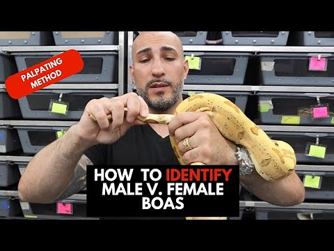 WHAT IN THE HEMIPENES!? How to identify male and female boas by palpating.