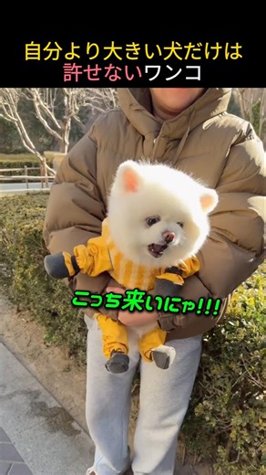 A dog that can't stand dogs bigger than him