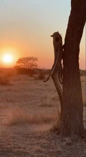 Leopard vs Giant Snake – Wild Encounter You Won’t Believe 🐆🐍 #wildlife