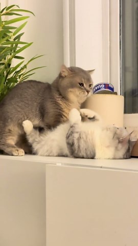 可愛い猫の面白動画集