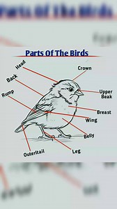 Parts of the Birds | Spoken English and Vocabulary