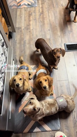 Golden Mini Dachshund's (@goldenminidachshunds)’s videos with What Do I Smell - Tatum Talks