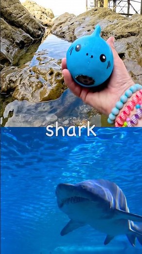 Kids Learn at the Rock Pool | Sea Animal Names: Manatee Shark Zebra Shark Seahorse Cuttlefish