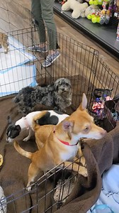 At Hollywood Feed Woodstock today 12:00 to 3:00 | Ruff Dog Rescue GA