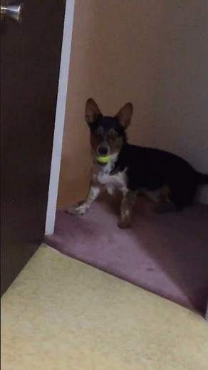 Cowboy Corgi - Bloopers 2 #cowboycorgi #corgi #bloopers