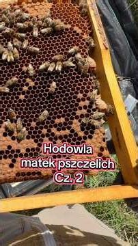 Breeding queen bees for your own use #beekeeping #bees
