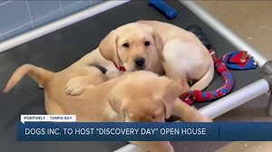 Dogs Inc., a nonprofit that trains service dogs, hosts 'Discovery Day' in Palmetto