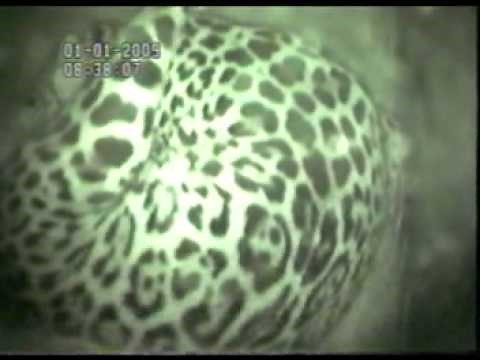 Jaguar Cub Birth
