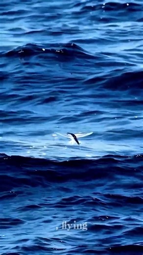 A Fish That Looks Like It’s Flying