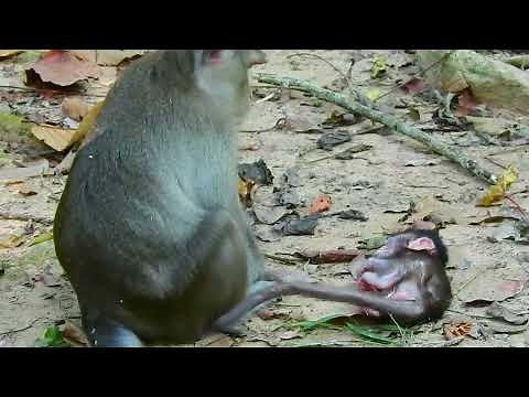 Mistreated little baby monkeys