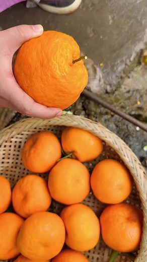 mọng nước không cả nhà