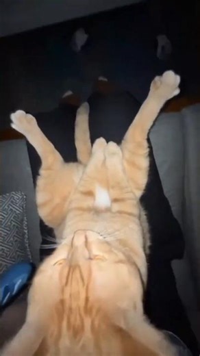 CORE_BEAST : Unit_Feline // Feline Logic Override Analysis 📂🐈‍⬛⚠️