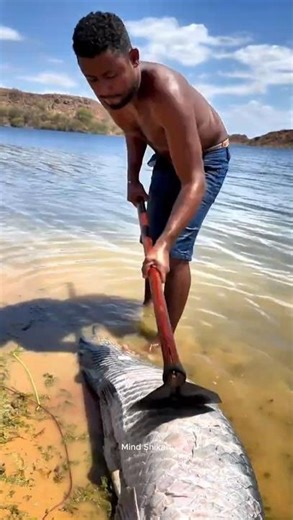 Arapaima Fish #shorts