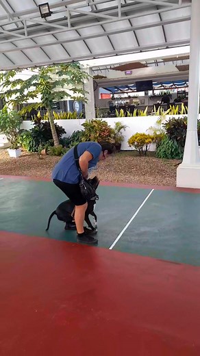 Just some nice walking and sit exercises while waiting for our Mocaccino at the bar... I love his final enthusiasm for having been verbally praised when he finally sat down 💓 ~He lived chained up all day long, waiting to become a fighting dog. This is his second chance in life ❣️~ #dogs #dogslover #dogslife #pitbull #pitbullsjustwanttobedogs | Kira the Pitbull and Mamba the stallion