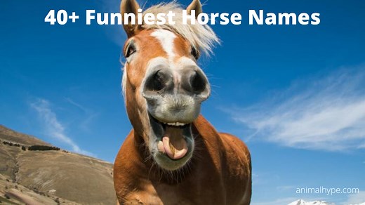 64 Funniest Horse Names for Your Comical Steed - Animal Hype