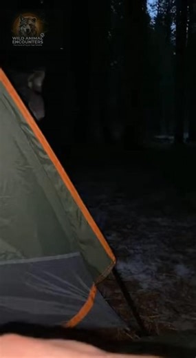 42K views · 198 reactions | POV: You're camping alone, filming what you think is a distant wolf, then it breaches your last defense. The moment I felt the tent fabric rip, I knew it was too close. What's your plan B when this happens? #wildlife #WildAnimalEncounters #Wolf #CampingFail #SCARE #USA_CANADA | Wild Animal Encounters | Facebook