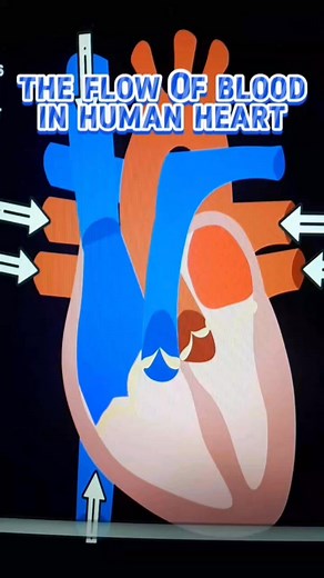 Flow of Blood in Human Heart #science9 #quarter1 #humanheart | Amazing Facts