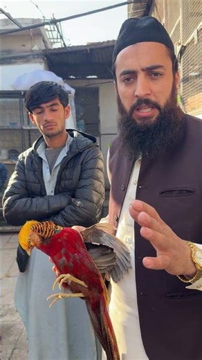 Zoob Qaeeta sa 850km sfar kr ka bird lana ai red golden pheasant #redGoldenPheasant #rarebird
