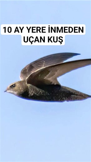 10 Ay Yere İnmeden Uçan Kuş! Ebabil