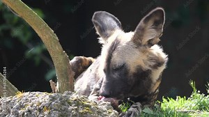 Close up shot of wild African Wild Dog eating prey after hunting in nature at sunny day - slow motion
