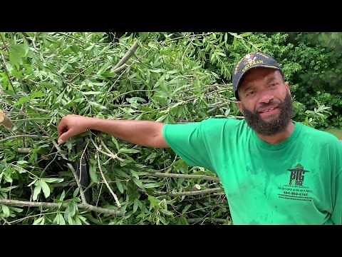 Tree trimming/Stihl HT 103 Pole saw review... #lawncare #treetrimming