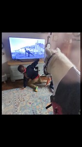 The funky massage heat pad that Rusty was wearing was kindly sent to Blue from Equilibrium Products, they have had huge success with the horse sized pads so it was suggested that our smaller equine friends would also benefit, so they recently manufactured the smaller version, ideal for carriage driving ponies, racing Shetlands, and chubby little ponies that love a life of pampering 😍 | The Pony Pals Family