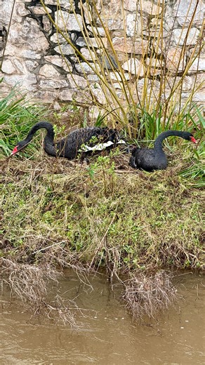 Pilchard Cottage, Dawlish - Holidays in Devon (UK) on Instagram: "🦢🪺 EGGS INCOMING? 🦢🪺 There’s some furious nest building taking place upstream, opposite the old post office… On a slightly higher bank than before Bluey and Rosie are showing signs of an imminent arrival, watch this space! #dawlishwaterfowl #dawlishblackswans #springisintheair #nesting #pilchardcottagedawlish"