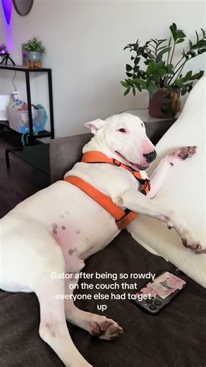 Bulldog Mischief Scares Auntie Away