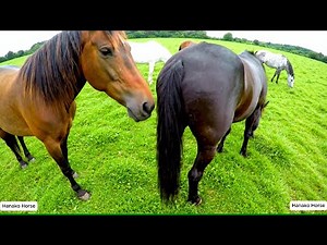 Wild Horse mating at Natural world with soft music
