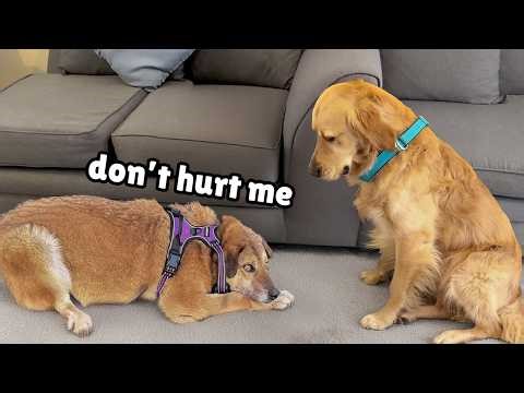 Golden Retriever Meets Completely Terrified Rescue for the First Time