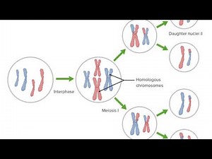 Reproduction 2 | Meiosis and reproduction | The Science of cell division