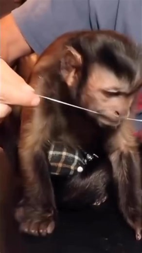 Monkey keeps a healthy smile #monkey #hygiene #smart | MonkeyBoo