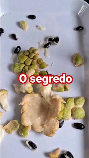 HOW TO GERMINATE PINE CONE OR CURRANT SEEDS / 100% GERMINATION TECHNIQUE #orchard #fruit trees