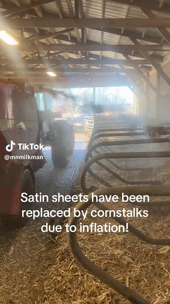 #familyfarms #dairyfarmer #organicvalley #minnesota #fyp #cleancowsarehappycows