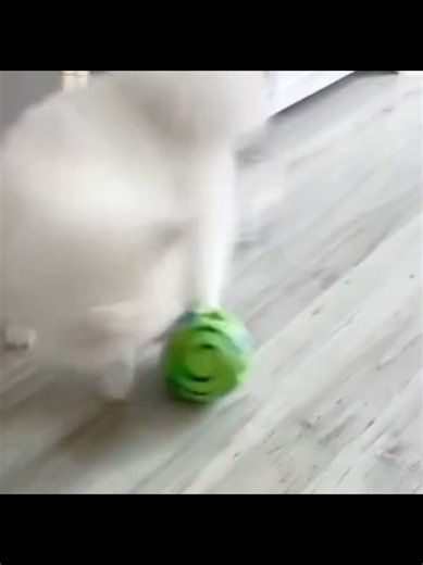 If your dog gets bored easily… you NEED to try this 👀🐶 This interactive giggle ball keeps dogs playing for hours. Every time it rolls or gets nudged, it makes funny giggle sounds that trigger your dog’s curiosity and encourage chasing, exercise, and mental stimulation. No batteries needed — just pure fun! Perfect for keeping your dog active, entertained, and mentally stimulated both indoors and outdoors. 🐾 Keeps dogs busy 🧠 Boosts mental stimulation 🎾 Encourages exercise & play Would your d