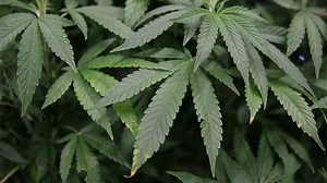 Georgia medical marijuana applicant's former partner admitted to paying a bribe for license
