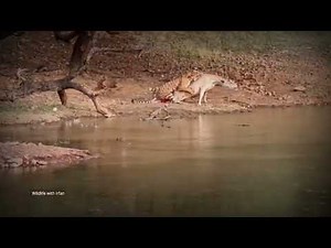 Tiger hunting deer.