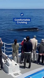 6.6K views · 37 reactions |  Whale watching in the wild – it’s...