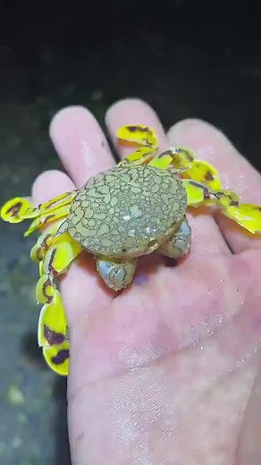 Discovering a Unique Crab Species in Nature