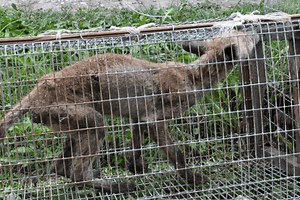 Fact Check: Are Chupacabras Real?