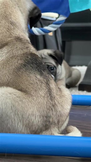 9 Weeks Old Pug Puppies: Powered by Naps and Chaos