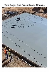 2.8K views · 11 reactions | Two dogs , One fresh road … Chaos  #viral #funny #dogs | Viral News Today | Facebook