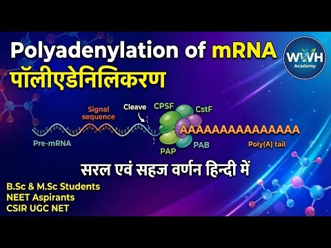 Post-transcriptional modifications: (Polyadenylation)