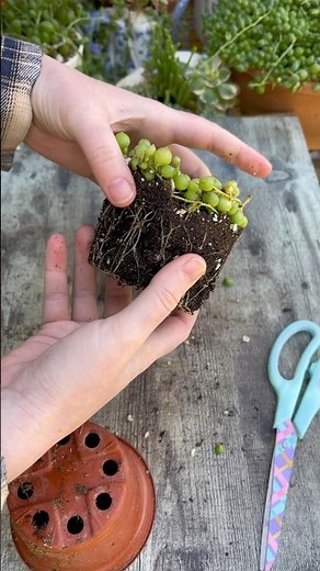 Propagating Succulents: String of Pearls