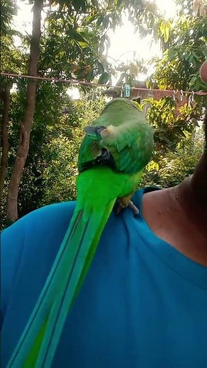 Parrot Sound Compilation video | #parrot #talkingparot #mitthu #shorts